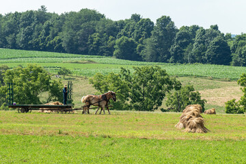 Amish man driving a hay wagon in a field with wheat shocks ready to harvest - obrazy, fototapety, plakaty