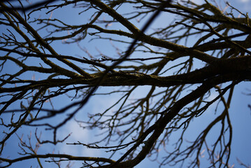 branchage capillaire