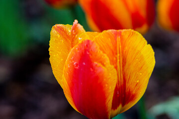 Tulipany, tulipany w ogrodzie, kwiaty tulipanów, kolory wiosny, wiosenne kwiaty, kwiaty i swiatło, kwiaty oświetlone promieniami słońca, Macro kwiaty, macro tulipany, Tulips, tulips in the garden, tul - obrazy, fototapety, plakaty