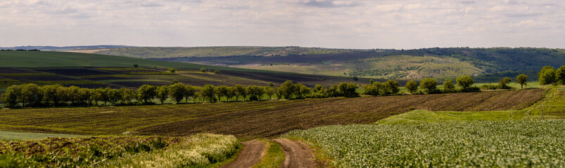 Fototapeta na wymiar Dirt road between the fields on a country. valley countryside road between green meadows. Rural spring, landscape. morning, sunny day light suitable for backgrounds or wallpapers. Căușeni, Moldova