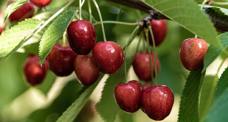 Red cherries ripen on the tree. Red fruits hidden in the green leaves of the tree ripen in the sun. Sweet cherry spring fruit close-up with a shallow depth of field and a blurred background.