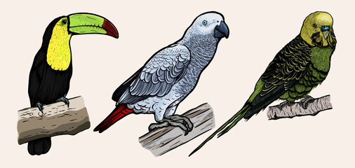 Bird collection hand drawn - Toucan-African gray parrot-Budgerigar