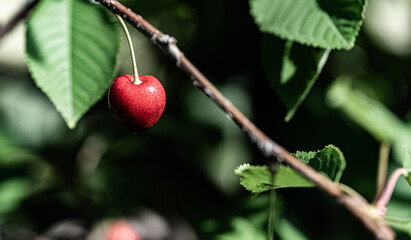 Red cherries ripen on the tree. Red fruits hidden in the green leaves of the tree ripen in the sun. Sweet cherry spring fruit close-up with a shallow depth of field and a blurred background.