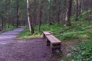 wooden bench next to a path in a wild coniferous forest