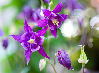 aquilegia in the garden