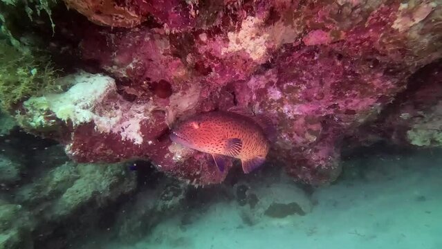 Roving Coralgrouper in Red Sea Egypt 