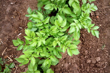Potato bushes in the spring in the garden close-up selective focus, homestead farming.