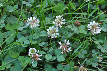 White clover blooms