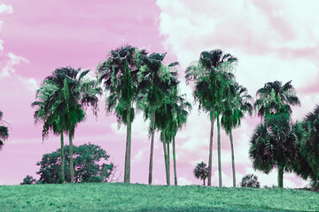 Pop art style palm trees in Florida field with pink sky background.