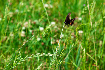 Black and yellow butterfly on tall wheat grass. - Powered by Adobe