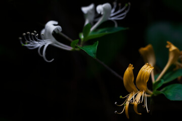 Lonicera japonica - Wild Japanese Honeysuckle flowers blooming in the springtime