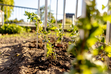 Seedlings growing up from fertile soil in the farmer's garden, morning sun shines. Ecology and...