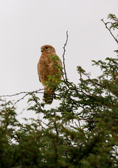 Greater Kestrel, Kgalagadi, South Africa