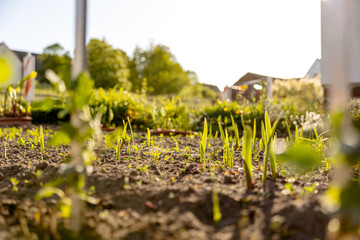 Seedlings growing up from fertile soil in the farmer's garden, morning sun shines. Ecology and...