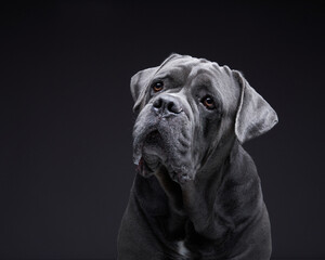 Fototapeta na wymiar dog on a black background. Blue Cane Corso in studio
