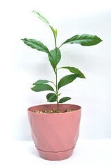 plant in a pot,fidan,dikili fidan,bitki yetiştirme,limon fidanı,saksıda fidan,mandalin fidanı,tropikal fidan,portakal fidanı ,meyva fidanı 