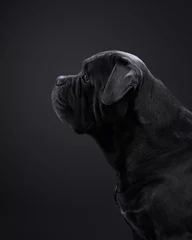 Foto op Aluminium dog on a black background. Blue Cane Corso in studio © annaav