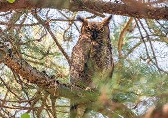 Great Horned Owl sitting in a tree