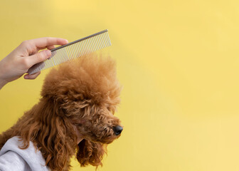 The head of a red miniature poodle and a hand with a comb on a yellow background