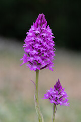 Obraz premium Pyramidal Orchid, Anacamptis pyramidalis, a rare European Orchid