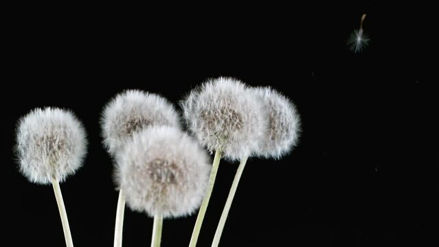 Macro Shot of Dandelions being blown in super slow motion
