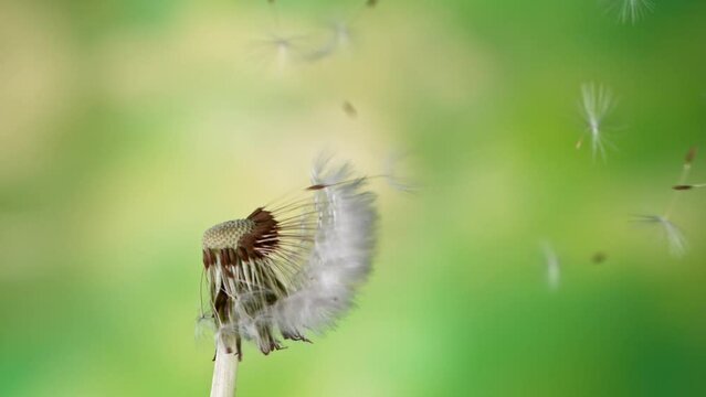 Macro Shot of Dandelions being blown in super slow motion