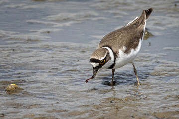 Close up of a Ringed Plover on the mudflats with a worm in its beak
