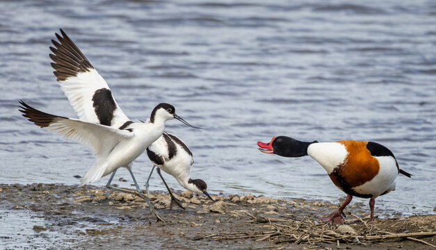 Close up of a pair of Avocets attacking a Shelduck between them and the Avocets' egg on an Estuarys' mudflats