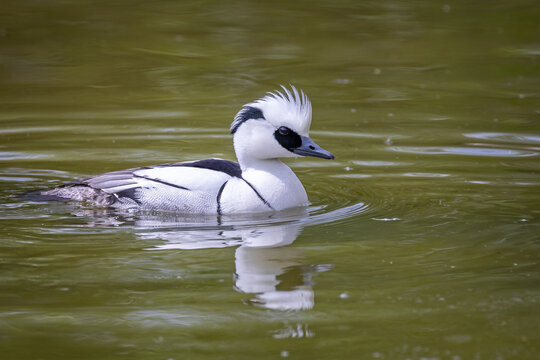 Close up of a male Smew on the surface of a lake