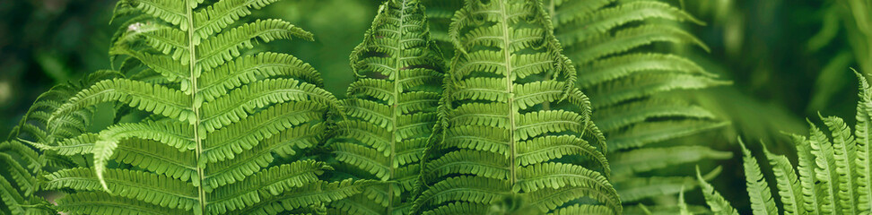 Tekstura zielonych  wiosennych  liści paproci z nieostrym przyciemnionym  tłem. Panorama, tapeta.
 - obrazy, fototapety, plakaty