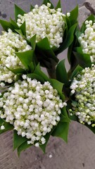 bouquet of white roses