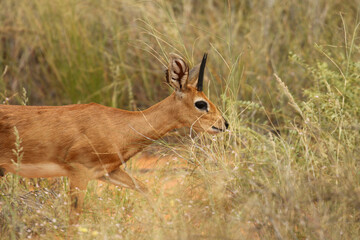 Steenbok ram in the Kgalagadi, South Africa