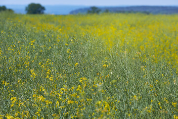 A field of canola or rapeseed (Brassica napus). This plant is used for oil industry