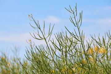 A field of canola or rapeseed (Brassica napus). This plant is used for oil industry