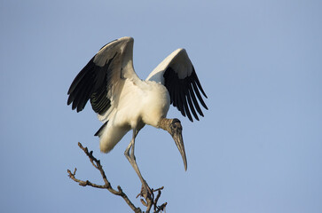 Image of a perched wood stork, Mycteria americana) shown in Chiriqui, Panama.