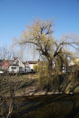 A willow in spring season near the Fils river, Faurndau, Germany