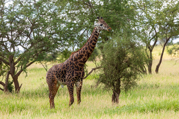 Giraffe near the tree. Taita Hills Wildlife Sanctuary. Kenya.