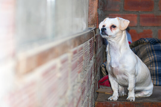 white puppy with a sad face looking out the window.