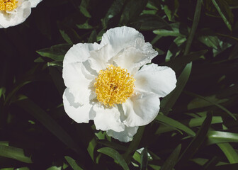 white and yellow peony flowers in bloom