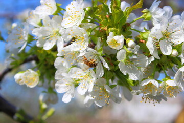 a bee on a cherry blossom