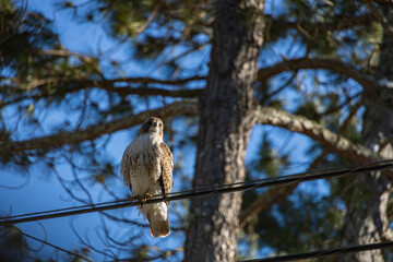 Hawk sitting on wire with tree in background