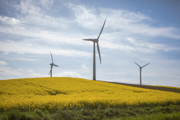 windmills from a wind farm against a blue sky and yellow rape