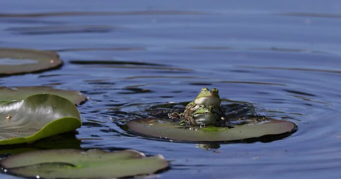 mating frogs (Pelophylax esculentus) at a pond