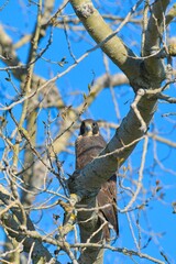 Juvenile Peregrine Falcon
