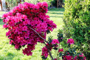 Japanische Azaleen mit Blüten in pink violett im Garten