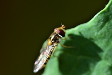 Hover fly on a grren cabbage leaf as a close up