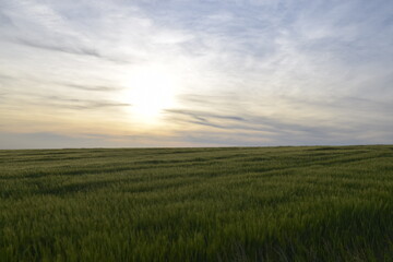 Fototapeta na wymiar Wheat field during the sunset