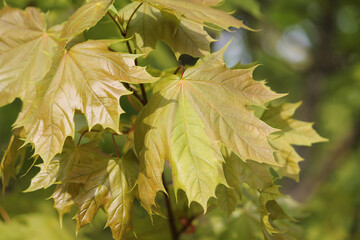 Young green leaves of Norway maple (Acer platanoides) tree