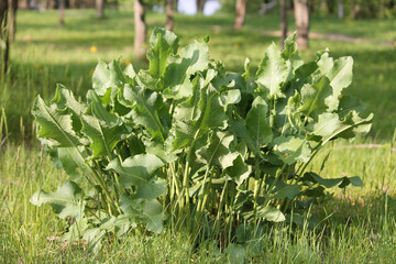Green foliage of Horseradish (Armoracia rusticana, syn. Cochlearia armoracia) plant in garden