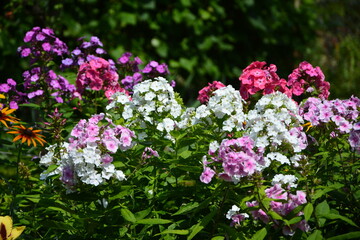 kolorowe kwiaty floksów wiechowatych, płomyków (Phlox paniculata)